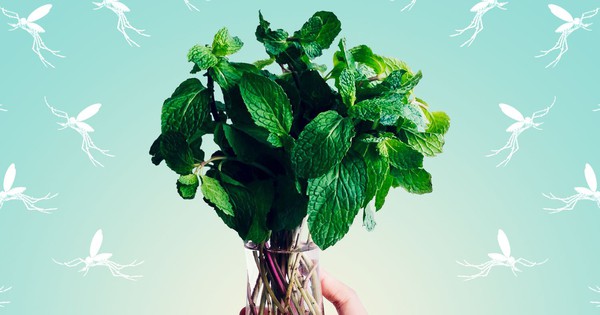 6 mùi hương mà muỗi “khiếp sợ”: Việt Nam có tất cả