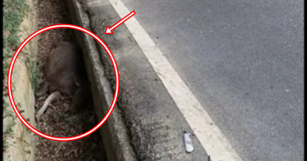 Con vật nặng hơn 100kg chết bất thường trong mương giữa dịch bệnh: Cư dân lo ngại, chính quyền vào cuộc