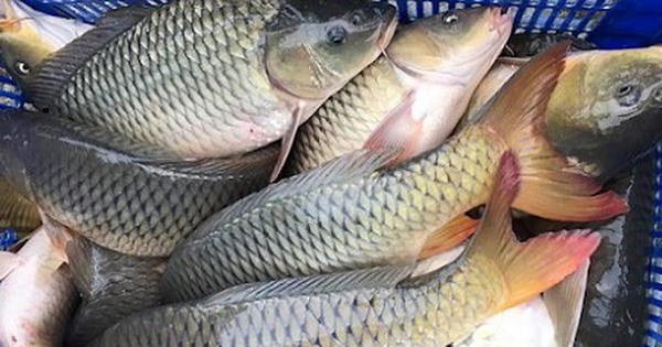 5 loại cá vào “mùa vàng”: Thịt chắc, ít tanh, ngon nhất chợ