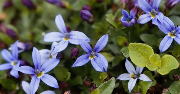 5 loại cây có cho cũng không nên trồng trong vườn