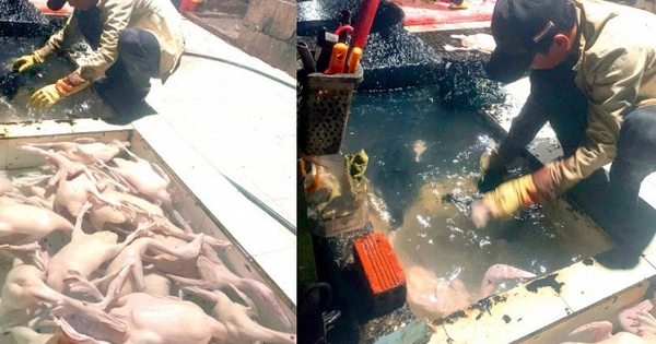 Cảnh tượng hãi hùng và dung dịch lạ màu đen trong một lò mổ