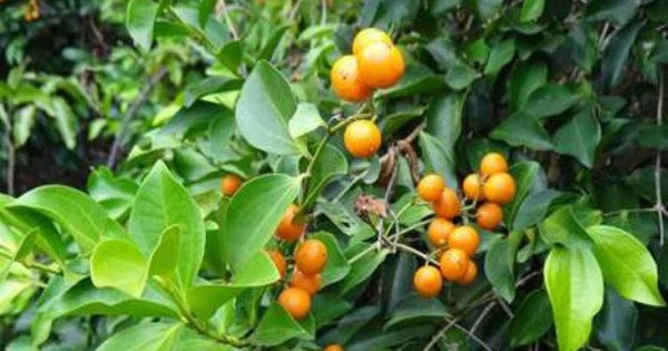 5 loại cây không nên trồng ở trước cửa nhà, gia chủ cố tình trồng thì hậu quả khôn lường