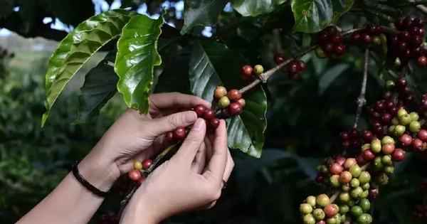 “Mùa vàng” của cà phê Vệt Nam