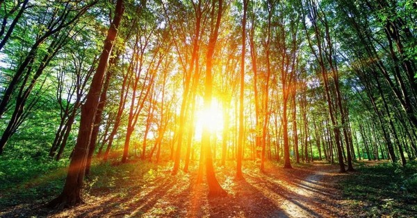 Thu giữ CO2 từ cảm hứng quang hợp