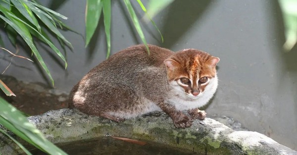 Mèo đầu phẳng hiếm bất ngờ tái xuất sau 30 năm