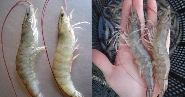 Mua tôm, cứ học thuộc mẹo này là biết tôm tươi hay tôm bơm hóa chất