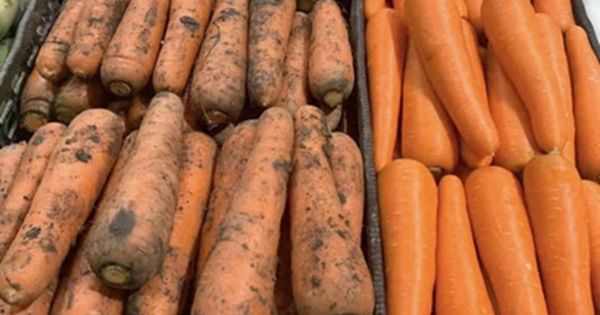 Tôi vừa nhận ra sự khác biệt lớn giữa cà rốt bám bùn đất và cà rốt trắng sạch!