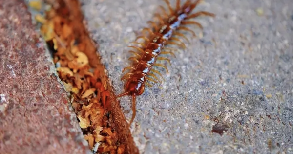 Rết rất thích ngôi nhà nào có 3 đặc điểm này: Tiếc là nhiều gia chủ Việt mắc