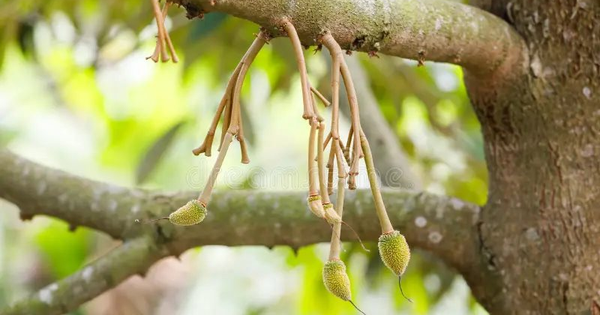 Loại quả kén người ăn giúp Việt Nam thu 4 tỷ USD trong năm 2025