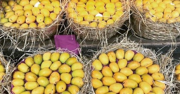 Loại quả của Việt Nam được khen "ngon nhất thế giới": Trung Quốc, Nhật, Mỹ, EU đều mê, thu về nghìn tỷ