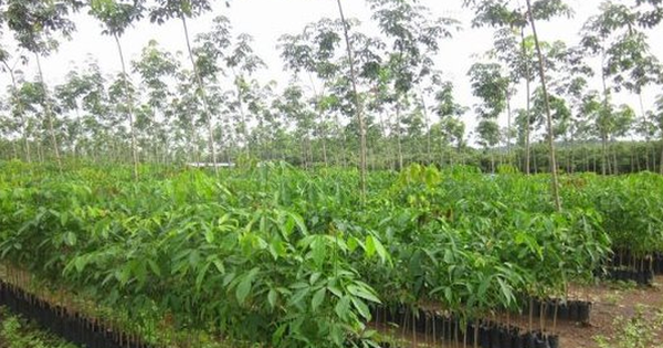 ‘Vàng trắng’ từ Hàn Quốc đổ bộ giúp Việt Nam giữ vị thế top đầu nhưng Thái Lan mới là ông trùm của thế giới