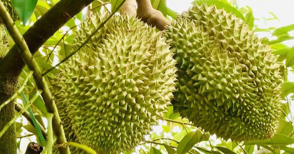 "Đổ lỗi dùng phân bón DAP khiến sầu riêng nhiễm cadimi là chưa chính xác"?