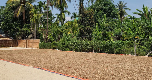 "Hạt vàng" từ Campuchia tràn về Việt Nam: Thuế suất 0% tiếp sức cho ngành xuất khẩu tỷ đô