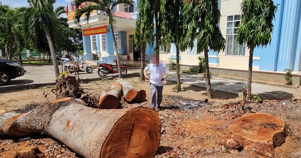 Hàng loạt cây gỗ lớn tại trụ sở phường bị chặt bán trước khi sáp nhập