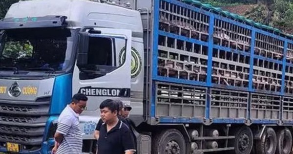 Xe tải chở 14 tấn heo bị dịch tả châu Phi đi ti...