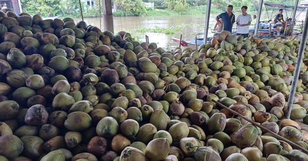 Dừa khô Thái Lan giá rẻ tìm đường đổ bộ sang Việt Nam