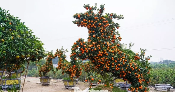 Độc lạ quýt hình ngựa có giá hàng chục triệu đồng ở thủ phủ cây cảnh Hưng Yên
