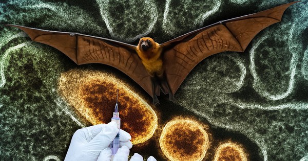 Dịch Nipah và kịch bản "Thiên nga đen" tiếp the...