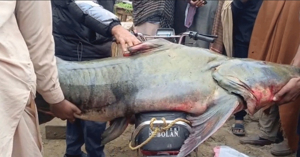 Bắt được con cá nặng 102kg, ngư dân liền bán với giá 58 triệu đồng