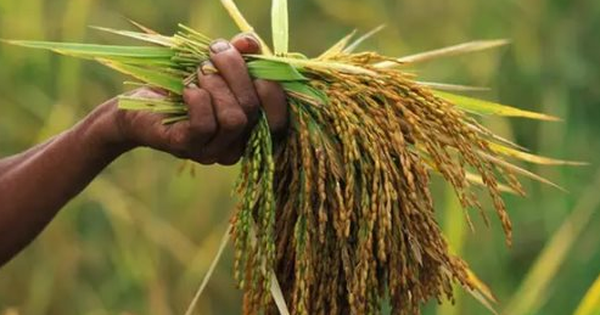 Gạo Việt Nam vừa làm một điều chưa từng có trên thế giới