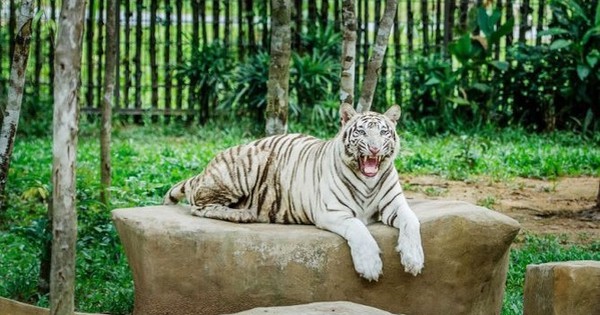 Tỷ phú Phạm Nhật Vượng tuyển người phát thức ăn cho hổ, báo, sư tử…thậm chí bơi cùng nàng tiên cá