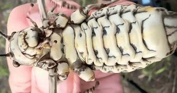 Phát hiện loài côn trùng lạ được ví như bình dầu sống khiến dân mạng tranh cãi nảy lửa!