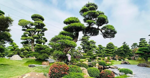 3 loại cây là "báu vật", trồng trong vườn giúp trấn trạch, giữ nhà qua nhiều thế hệ