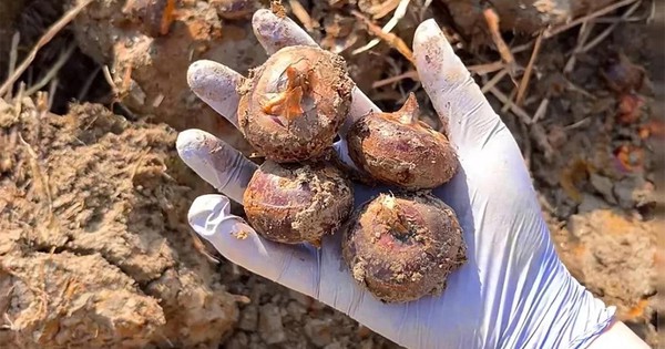 Thứ này ăn sống thì giải độc, nấu chín thì bổ phổi: Ngoài chợ sẵn nhiều giá chỉ vài nghìn mua đủ 1 bữa