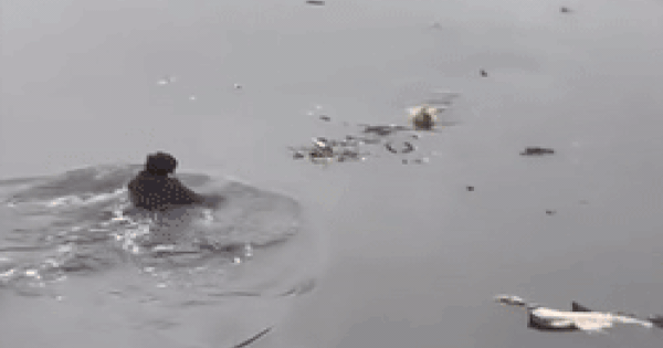 Đôi vợ chồng cứu cụ ông ngã xuống sông giữa ngày giá rét ở Hà Nội: Nạn nhân phải nhập viện phẫu thuật