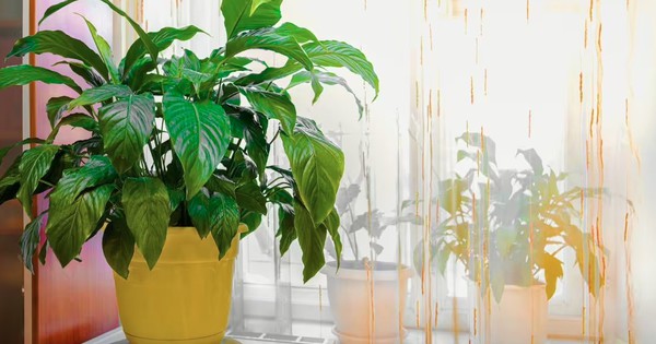 Cây lan ý "rất thích" được đặt ở vị trí này: Làm đúng thì hoa bung nở trắng muốt