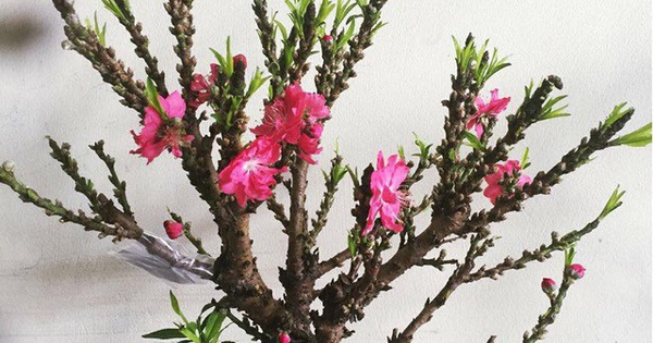 Đào Thất Thốn - 'Vua Đào Tết' Quý Hiếm Của Việt Nam: Sản Vật Tiến Vua Ngày Nay
