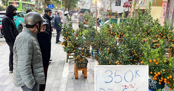 Giữa cao điểm sát Tết 2026, tiểu thương bất ngờ xả đào, quất thu hồi vốn