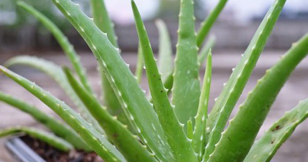 5 loại cây mọng nước đẹp mắt, "hút" vượng khí, nên trồng trong nhà năm Bính Ngọ