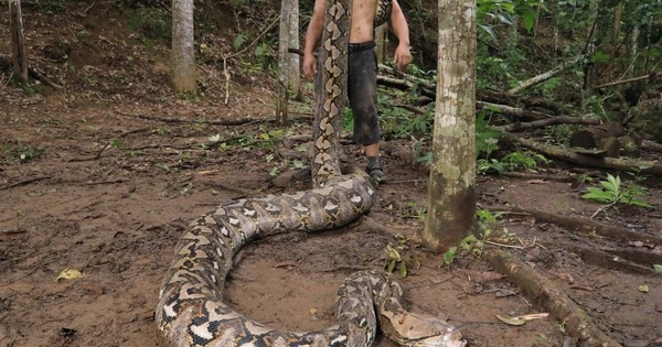Trăn hoang dã dài nhất hành tinh xác lập kỷ lục Guinness