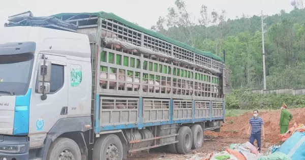 Nghệ An phát hiện xe tải chở hơn 15 tấn lợn nhiễm dịch tả châu Phi