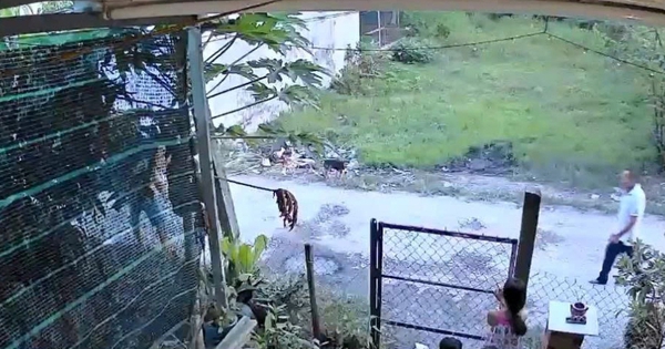 Tây Ninh: Cậu ruột dùng dao chém cháu gây thương tích 74% vì tranh chấp đất đai