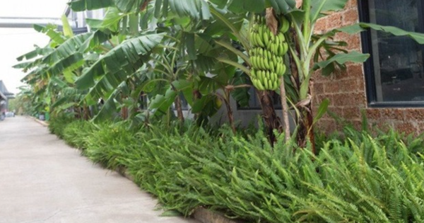 3 loại cây nên tránh trồng trước nhà năm Bính Ngọ