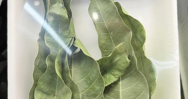 7 lá xoài giá 52.000 đồng ở Mỹ: Thứ bỏ đi ở Việt Nam lại thành hàng bán, người ta mua về làm gì?