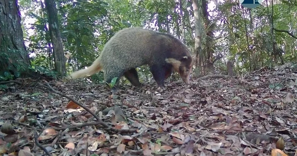 Bẫy ảnh hé lộ thế giới hoang dã bí ẩn tại Nghệ An
