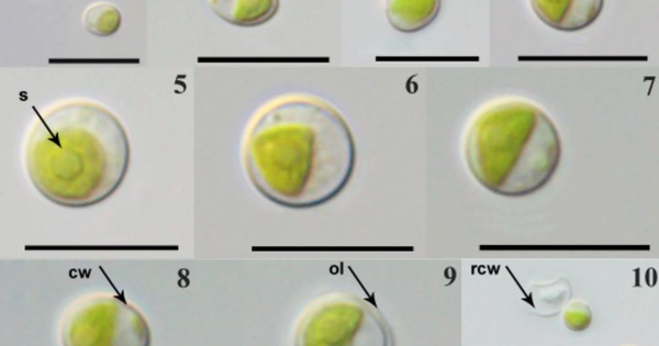 Phát hiện "kho báu sống" tại Vườn quốc gia Cát Tiên: Lần đầu tiên ghi nhận tại Việt Nam