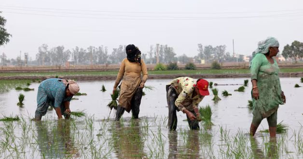 Vừa tuyên bố sẽ tự túc lương thực, khách ruột của gạo Việt lên kế hoạch đẩy mạnh xuất khẩu, 1 triệu tấn sẽ xuất đi những đâu?