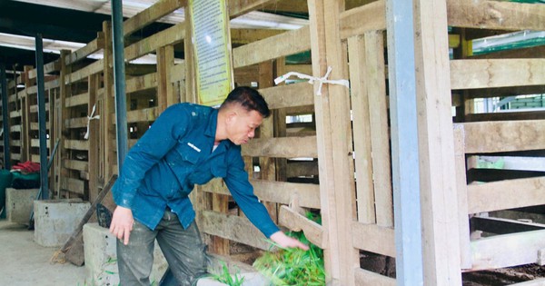 Sau cú trắng tay, chủ trang trại Hà Tĩnh xây 'kho bạc' giữa đồi hoang: Sở hữu 7 vạn gốc 'nhân sâm cho người nghèo' đang chờ bán