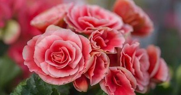 5 loại cây đặt trong nhà ngày Tết sạch không khí, đón tài lộc, tăng tuổi thọ