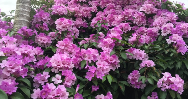 5 loài hoa nên tránh cắm ngày Tết: Tán lộc, đặt đâu trong nhà cũng không tốt cho sức khỏe