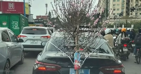 Xử phạt tài xế xe biển xanh chở cành đào che lấp biển số