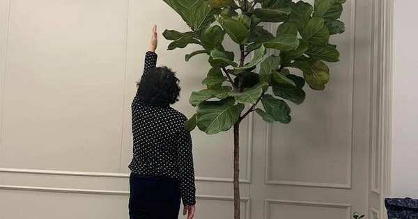 Tại sao "cây âm không vào nhà, cây dương không trồng mộ" lại khoa học?
