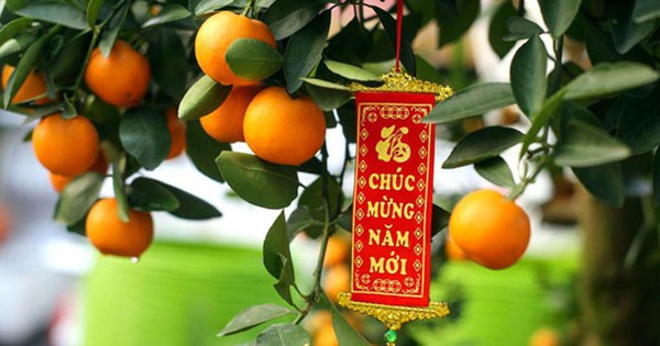 3 loại cây nên có trong nhà dịp Tết Bính Ngọ: Phong thủy cực tốt, hút tài lộc