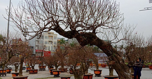 Vợ chồng tôi suýt mất ăn Tết vì cây đào thế chục triệu