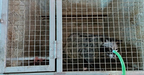 Anh kỹ sư xây dựng bỏ phố về quê nuôi con "hiền như đất", nhẹ nhàng kiếm hơn 1 tỷ đồng/năm