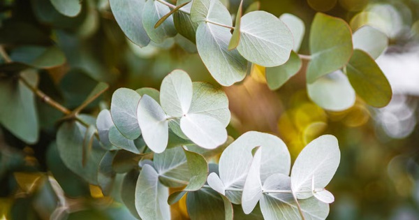 9 loại cây đuổi muỗi nên trồng ngay trong nhà vào mùa hè này